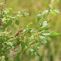 Basilicum polystachyon (L.) Moench